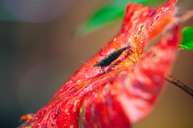 Blue dream neocardina camarones acuario hobby mascotas agua dulce hogar