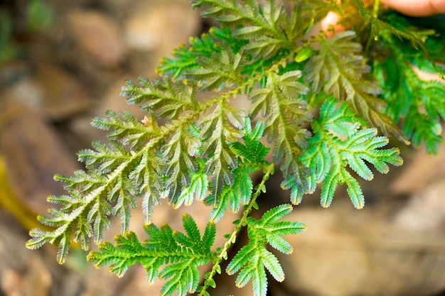 Blue e Gold fern close-up