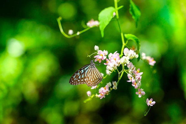 Blue Glassy Tiger Schmetterling und rosa Creeper Blumen im Garten