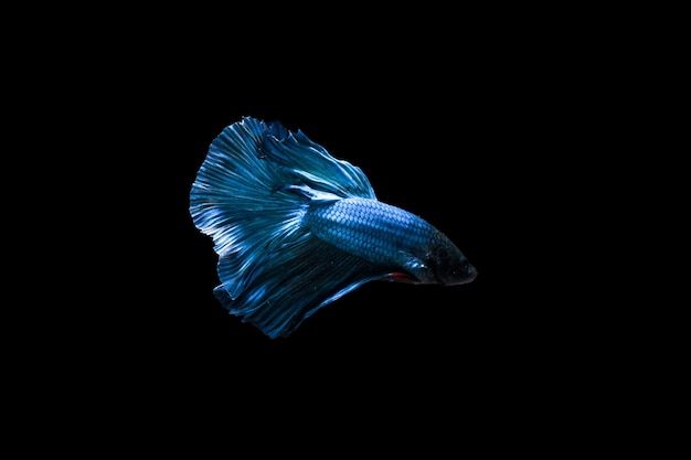 Blue Halfmoon Betta peixe Betta splendens isolado em fundo preto