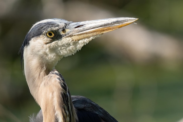 Foto blue heron bekommt an einem sonnigen tag in den everglades eine nahaufnahme