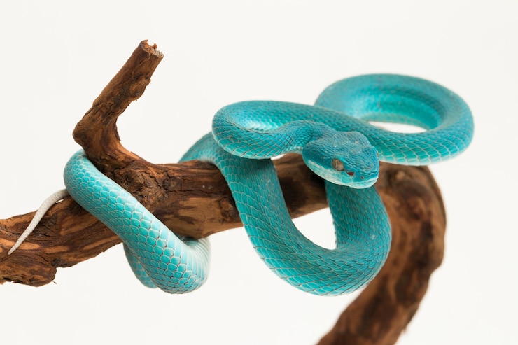 Foto blue insularis white-lipped island pit viper cobra em branco