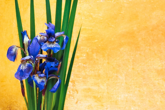 Blue irises xiphium em ouro