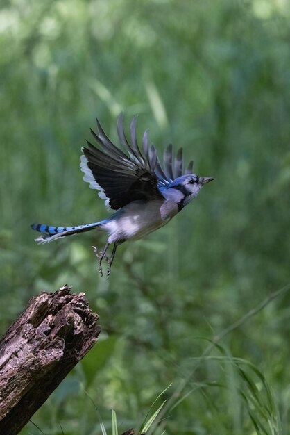 Blue Jay Vogel fliegt in einem Wald