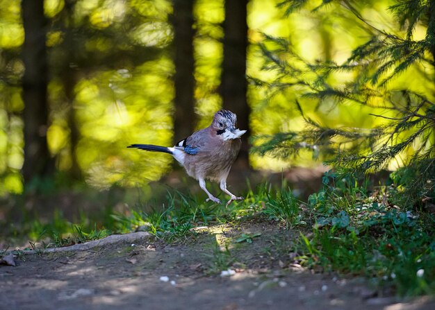 Blue Jay