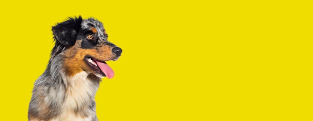 Blue Merle Australian Shepherd Dog keuchender Mund offen isoliert auf gelbem Hintergrund