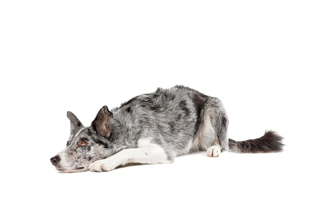 Blue-Merle-Border-Collie-Hund