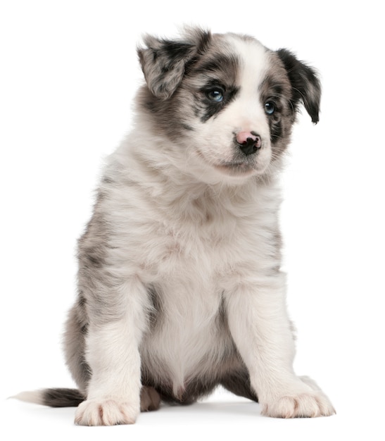 Blue Merle Border Collie Welpe, 6 Wochen alt, sitzend