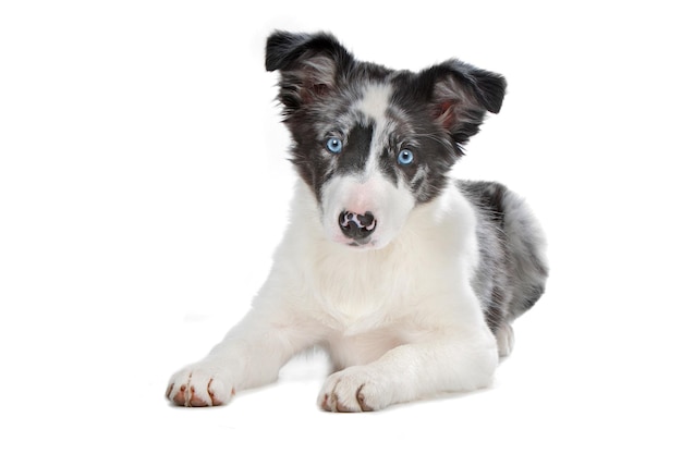 Blue-Merle-Border-Collie-Welpe