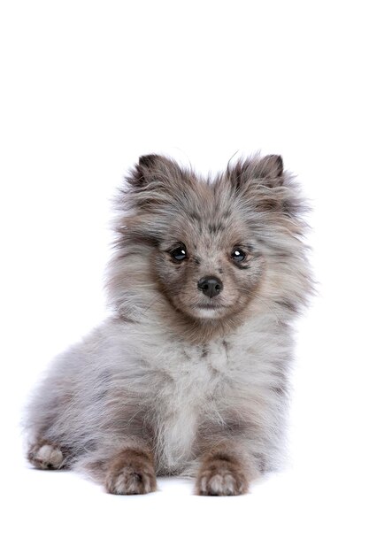 Blue Merle Pomeranian