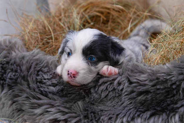 Blue merle tricolor border collie cachorro tendido en la cesta con heno y mirando a la cámara