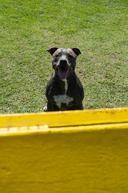 Blue Nose Pitbull-Hund, der im Park spielt und Spaß hat Grasboden Agility-Rampenball Selektiver Fokus Hundepark Sonniger Tag