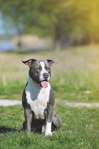 Blue staffordshire terrier para uma caminhada no verão perto do lago