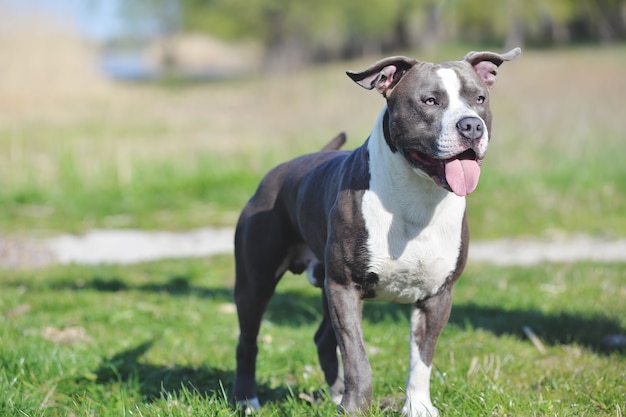 Blue staffordshire terrier para uma caminhada no verão perto do lago