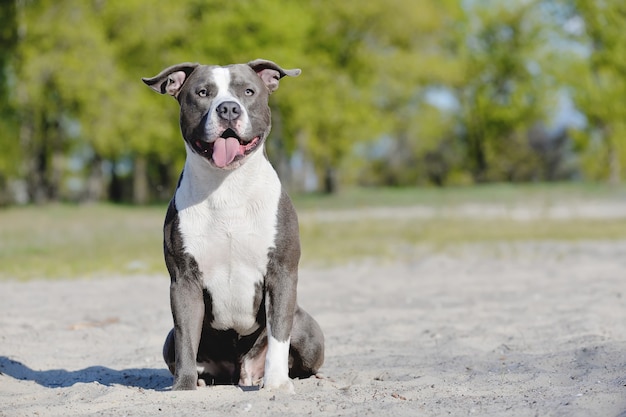 Blue Staffordshire terrier a pasear en verano cerca del lago