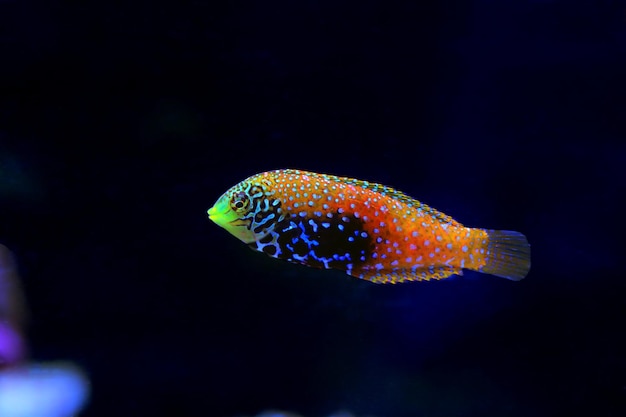 Blue Star Leopard Wrasse - Macropharyngodon bipartitus