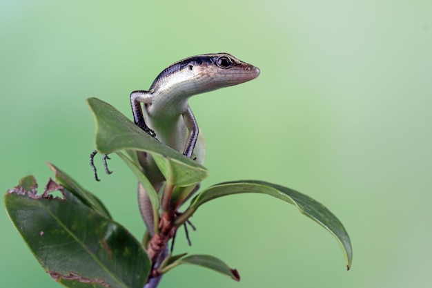 Blue tail skink (cryptoblepharus egeriae) closeup na árvore