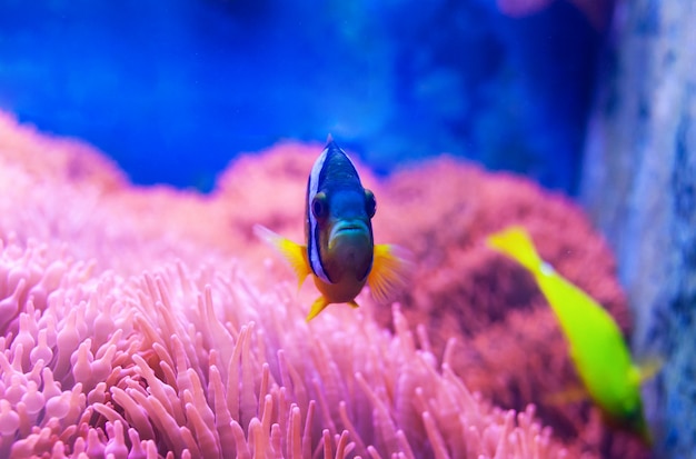 Blue Tang Surgeonfish