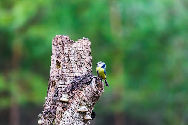 Blue Tit Bird sentado en un tocón