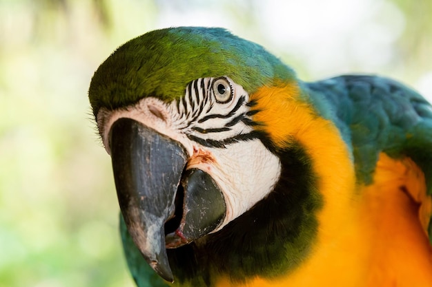 Blueandyellow Ara Papagei im Dschungel