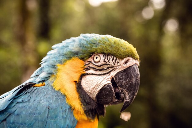 Blueandyellow Macaw Nahaufnahme eines typischen Vogels aus Brasilien Ältere Menschen über vierzig Jahre alt