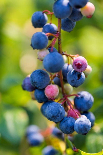 Foto bluebberies maduros en la granja de blueberrie del sur.