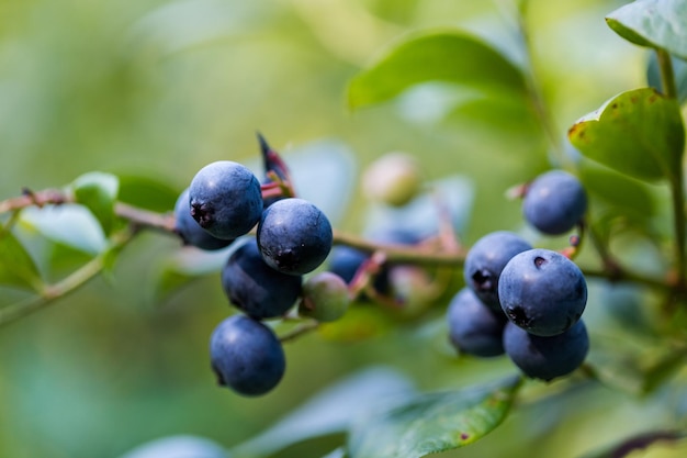 Bluebberies maduros en la granja de blueberrie del sur.