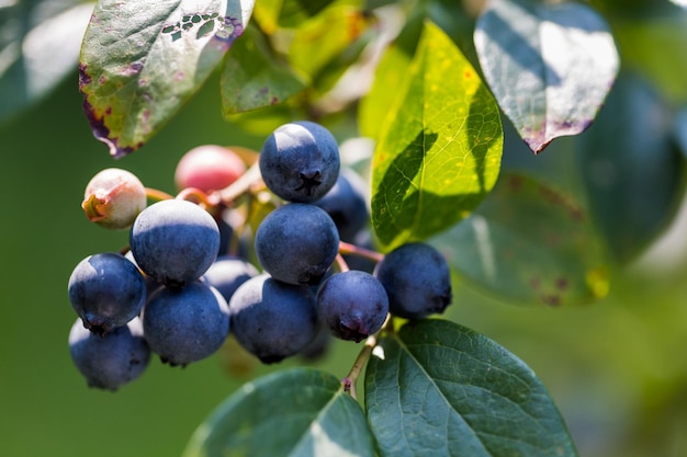 Bluebberies maduros na fazenda Southern blueberrie.