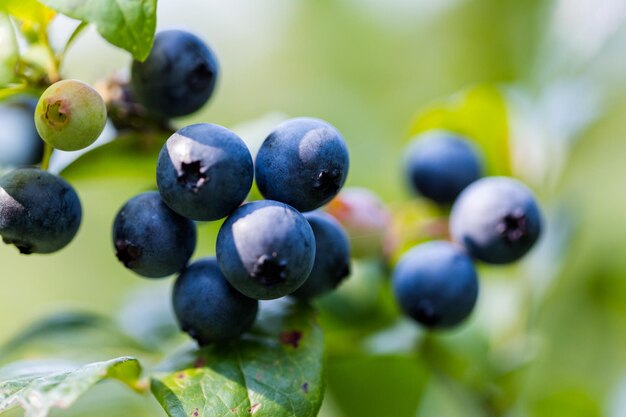 Bluebberies maduros na fazenda Southern blueberrie.