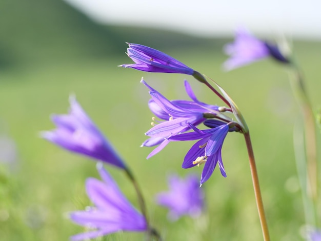 Bluebell Blumen auf dem Feld Unscharfer Hintergrund Makrofotografie