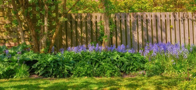 Bluebell-Blumen, die im Frühling in einem grünen Garten mit Bäumen und Holztorhintergrund wachsen Viele blaue Blumensträuße im Einklang mit der Natur, ruhiges, lebendiges Blumenbeet in einem ruhigen Zen-Hinterhof