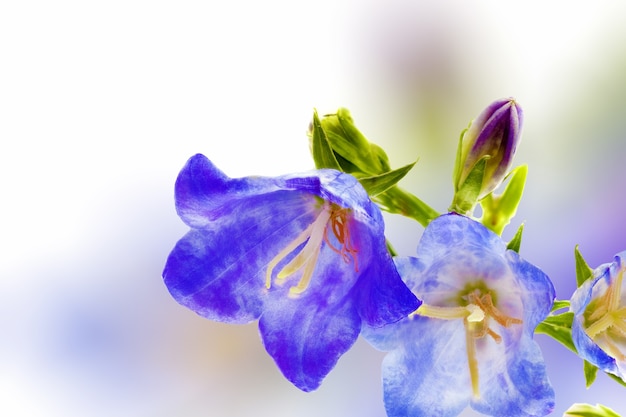 Bluebell em fundo branco. Close-Up.Isolated