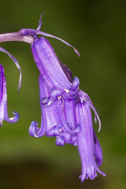 Bluebell (em inglês)