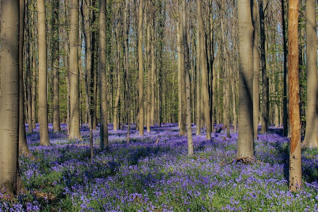 Bluebell hallerbos Bélgica azul forrest