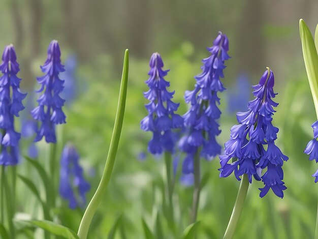 Bluebell