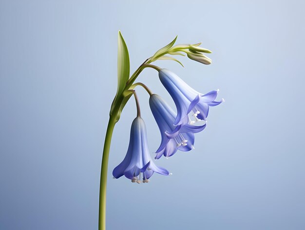 Foto bluebellblume im studio-hintergrund einzelne bluebell-blumen schöne blume ai generiertes bild