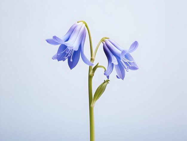 Bluebellblume im Studio-Hintergrund einzelne Bluebell-Blumen Schöne Blume ai generiertes Bild