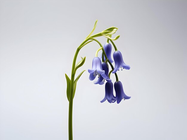 Bluebellblume im Studio-Hintergrund einzelne Bluebell-Blumen Schöne Blume ai generiertes Bild