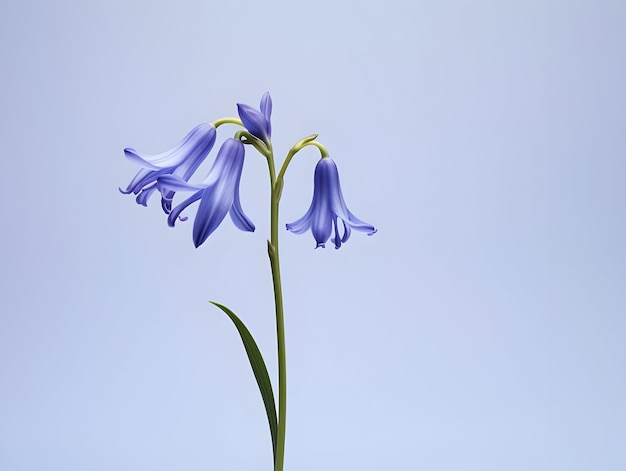Bluebellblume im Studio-Hintergrund einzelne Bluebell-Blumen Schöne Blume ai generiertes Bild