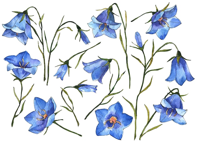 Bluebells em aquarela ilustração desenhada à mão de flores de campo isoladas em fundo branco