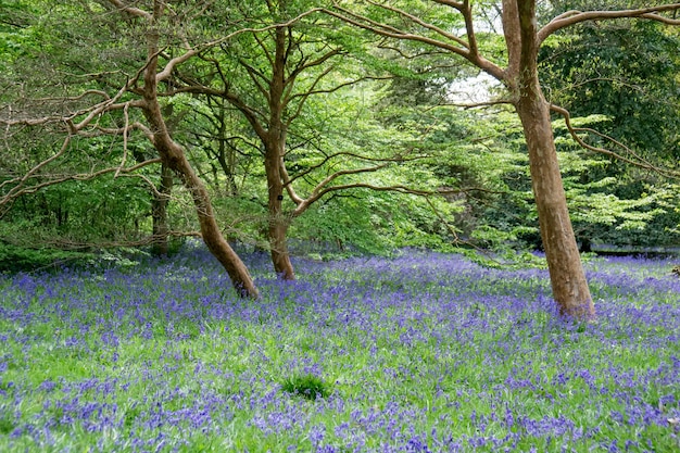 Bluebells em plena floração