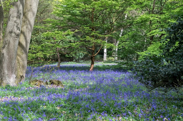 Bluebells em plena floração