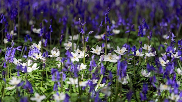 Bluebells iluminando a paisagem de Sussex