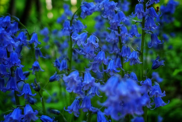 Foto bluebells in hamburg