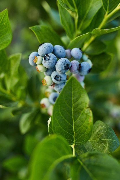 Blueberry Busch auf Sonnenuntergang Bio reif mit saftigen Beeren nur bereit zu pflücken Blueberries Pflanze wächst in einem Garten-Feld Blaue Beere hängt an einem Zweig Bio-Bio-gesunde Ernährung
