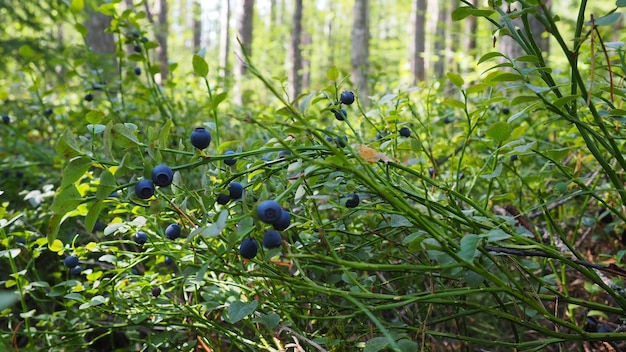 Blueberry o blueberry myrtle vaccinium myrtillus un arbusto de crecimiento bajo una especie del género vacciniu