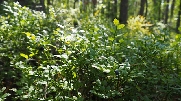 Blueberry o Blueberry myrtle Vaccinium myrtillus un arbusto de crecimiento bajo una especie del género Vaccinium de la familia Heatheraceae Bosque salvaje azul púrpura bayas y hojas verdes Recogiendo bayas