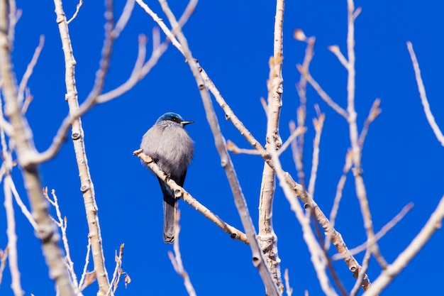 Bluebird da montanha no inverno.