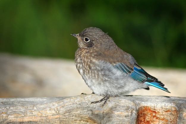 Bluebird joven en el cedro rompe el monumento nacional