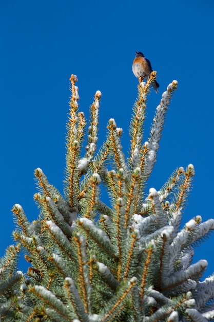 Bluebird occidental en árbol de invierno